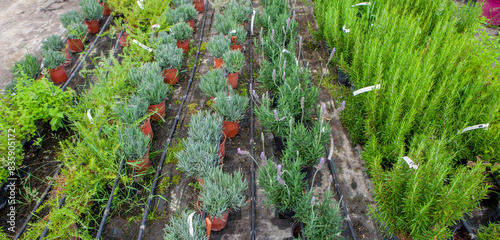 Lane for the reproduction of plants in a nursery photo