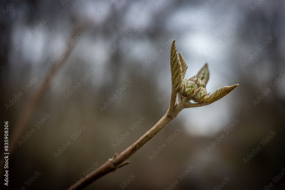 The green spring leaf in forest The green spring leaf in forest