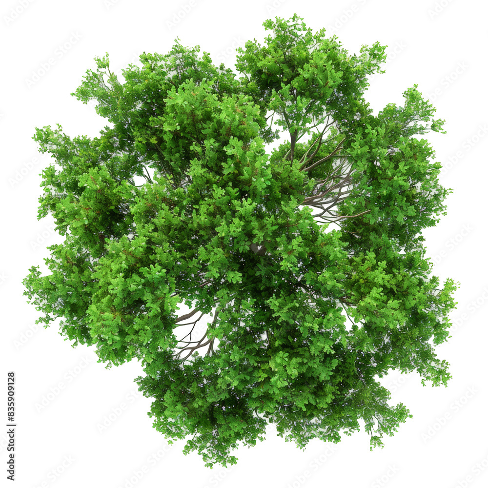 Obraz premium Swamp Green Tree Isolated on Transparent or White Background, PNG