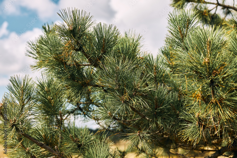 Closeup of a majestic pine tree against a vibrant blue sky, perfect for nature lovers and outdoor enthusiasts Closeup of a majestic pine tree against a vibrant blue sky, perfect for nature lovers and outdoor enthusiasts