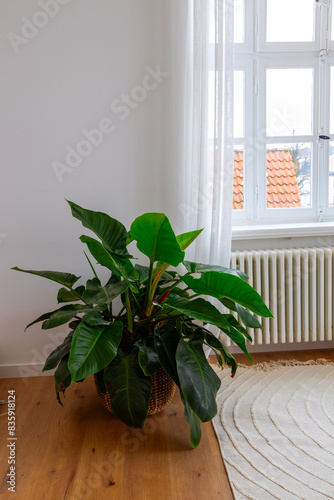 Philodendron 'Imperial Green' in a wicker basket in the room during the day