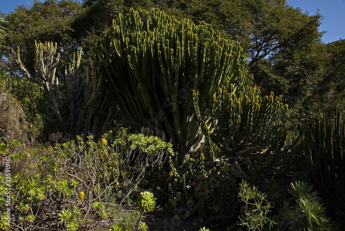 Euphorbia tree in botanical garden Jardin Botanico Canario Viera y Clavijo on Gran Canaria,Canary Islands,Spain,Europe
 photo