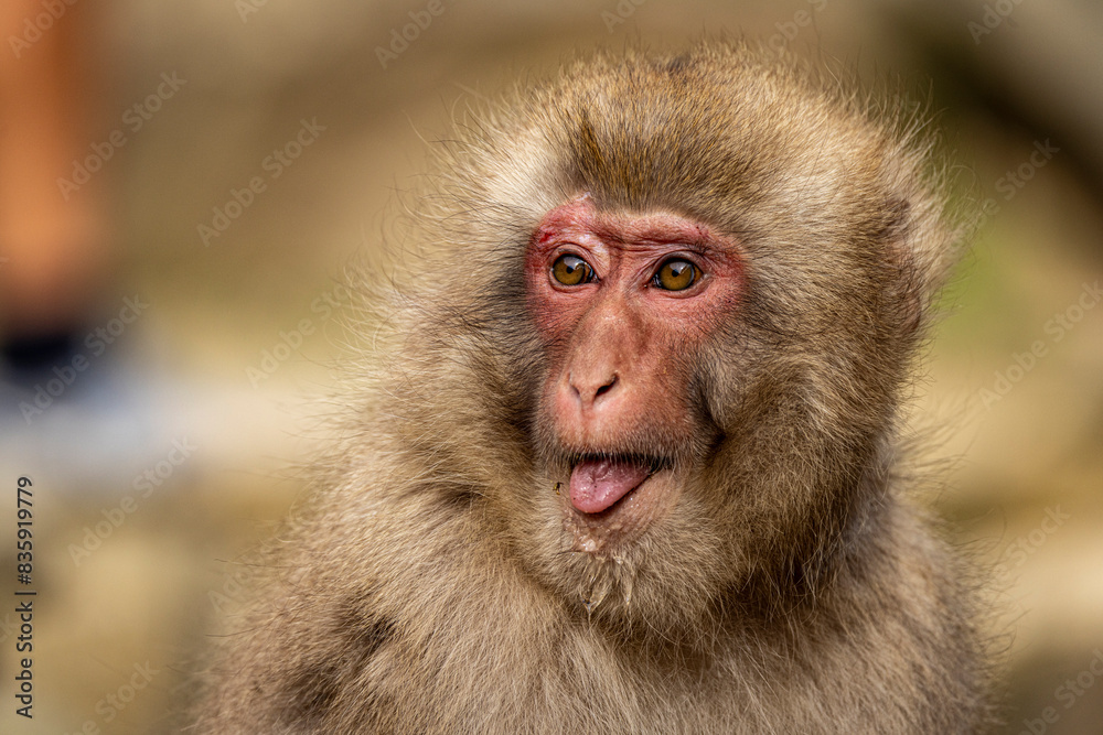 Snow Monkey Snow Monkey