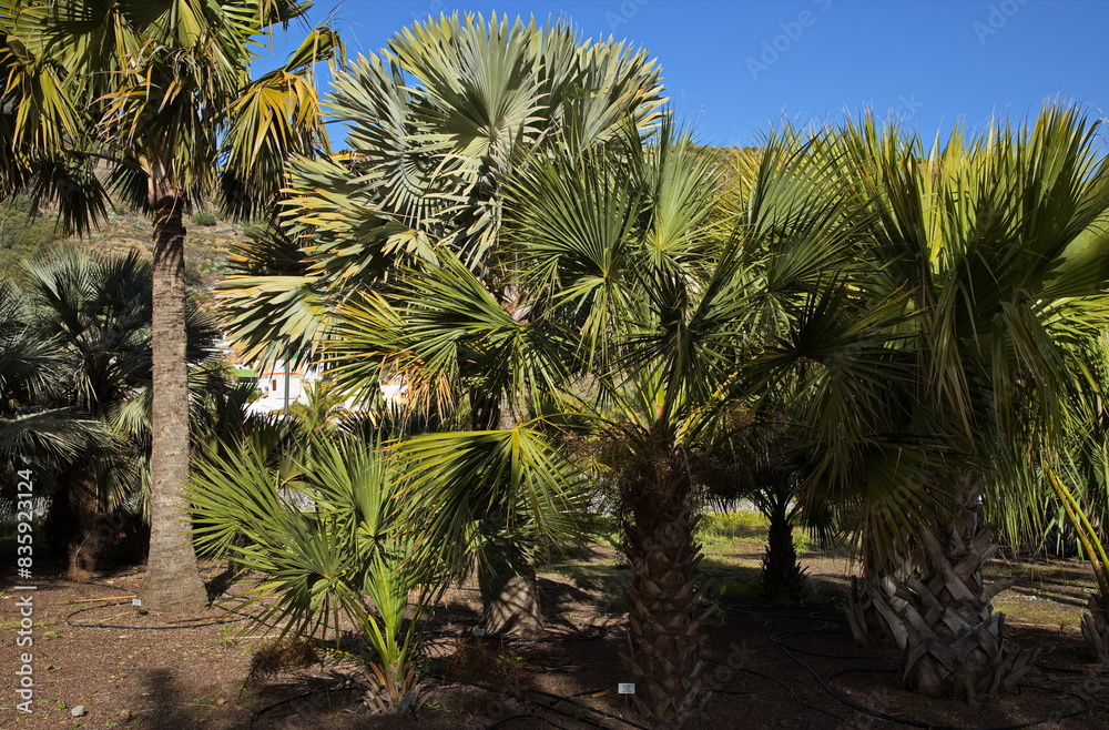 Obraz premium Scrub Palmetto in botanical garden Jardin Botanico Canario Viera y Clavijo on Gran Canaria,Canary Islands,Spain,Europe 
