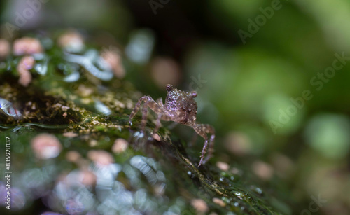 Vampire Crab close up Geosesarma Vampire Crab macro