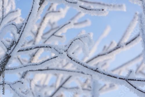 Wallpaper Mural Closeup of frozen branch covered with frost on the winter morning Torontodigital.ca