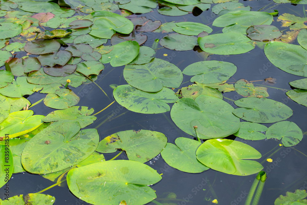 Water Lilly on a pond, plants on a lake, green leaves, biotope and habitat Water Lilly on a pond, plants on a lake, green leaves, biotope and habitat