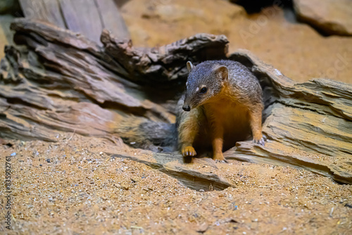 Portrait of a Narrow-striped Mongoose (Mungotictis decemlineata) photo