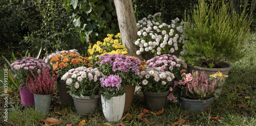 Fototapeta Naklejka Na Ścianę i Meble -  Fleurs d'automne, chrysanthème, cyclamen et bruyère