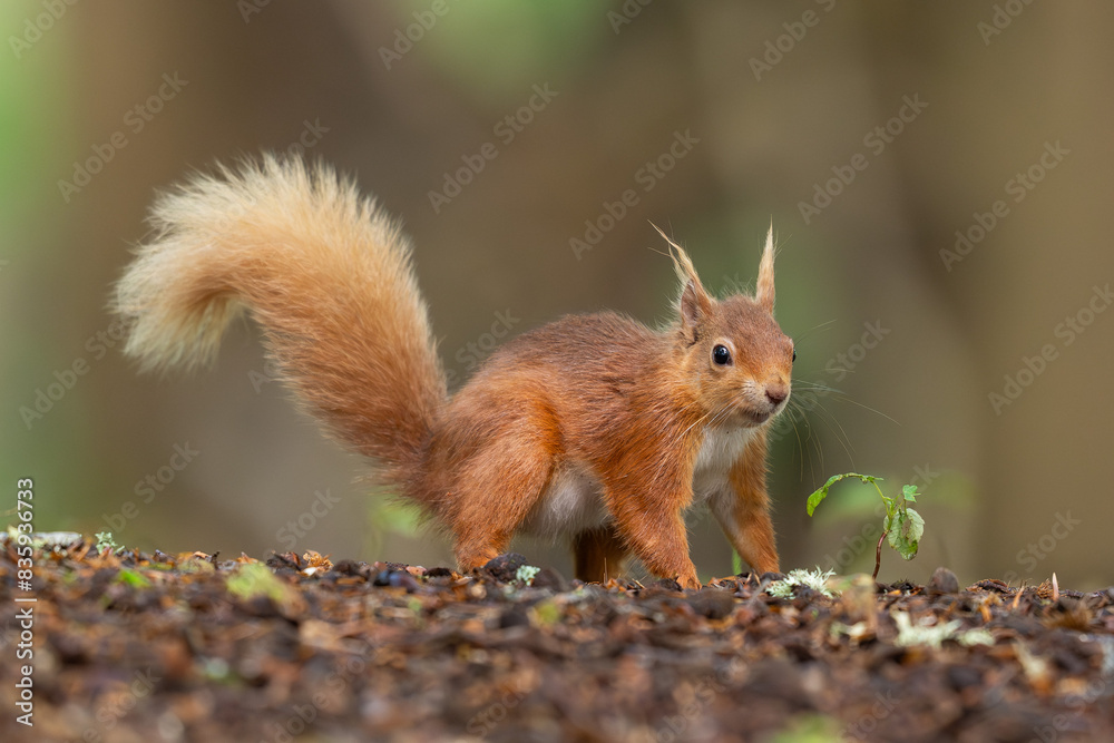 Red squirrel on forest floor Red squirrel on forest floor