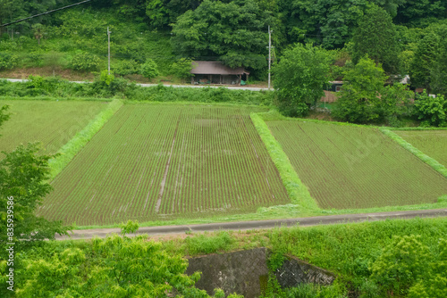 新緑の中、田植えが済んだ田んぼ