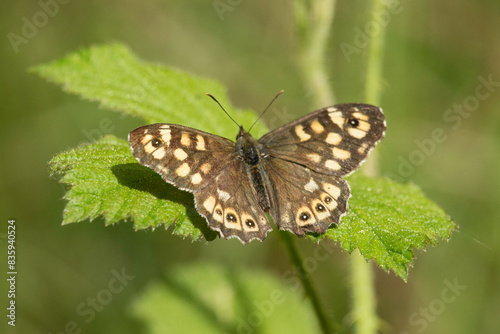 brauner Schmetterling - Waldbrettspiel © Aloisia