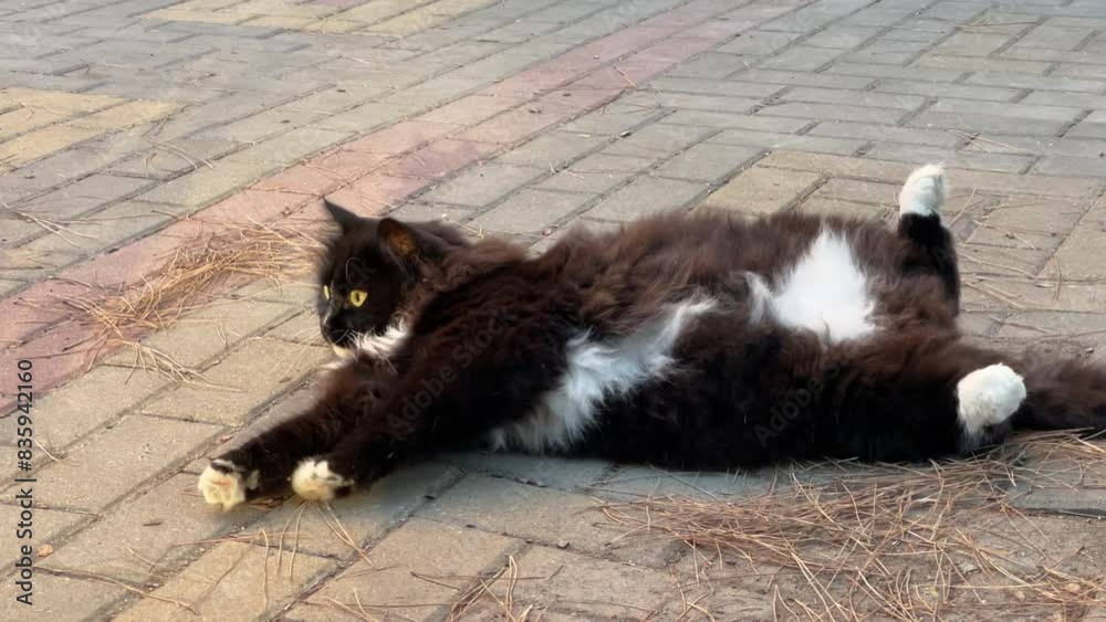 long-haired cat basks on the sidewalk in the sun