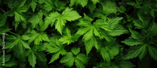 The dense thicket of nettles close up Can be used as background. Creative banner. Copyspace image photo