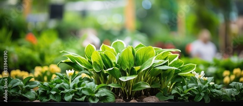 Detail of green plants at flower and garden show. Creative banner. Copyspace image