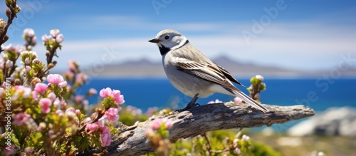 Black throated finch known as white bridled finch perching on a bush in summer Falkland islands. Creative banner. Copyspace image photo