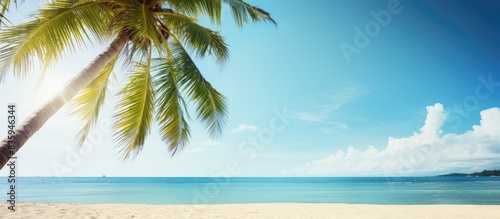 Beautiful sea view with palm tree on sunny day. Creative banner. Copyspace image