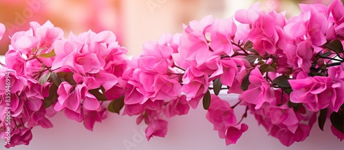Bougainvillea Pink flowers on the background blurred. Creative banner. Copyspace image