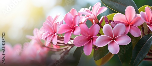 Pink Plumeria are beauty in the nature. Creative banner. Copyspace image