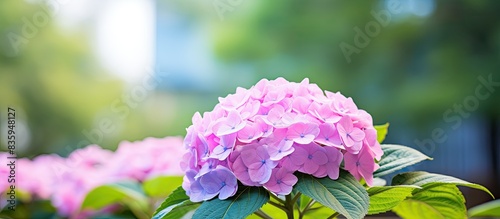 the Hydrangea macrophylla flower at nature background. Creative banner. Copyspace image