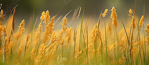 Yellow grass flowers contrast with green grass and brown ground. Creative banner. Copyspace image