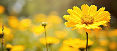 Yellow daisy flower at morning. Creative banner. Copyspace image