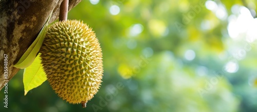 Durian fruit that is still small attached to the tree. Creative banner. Copyspace image