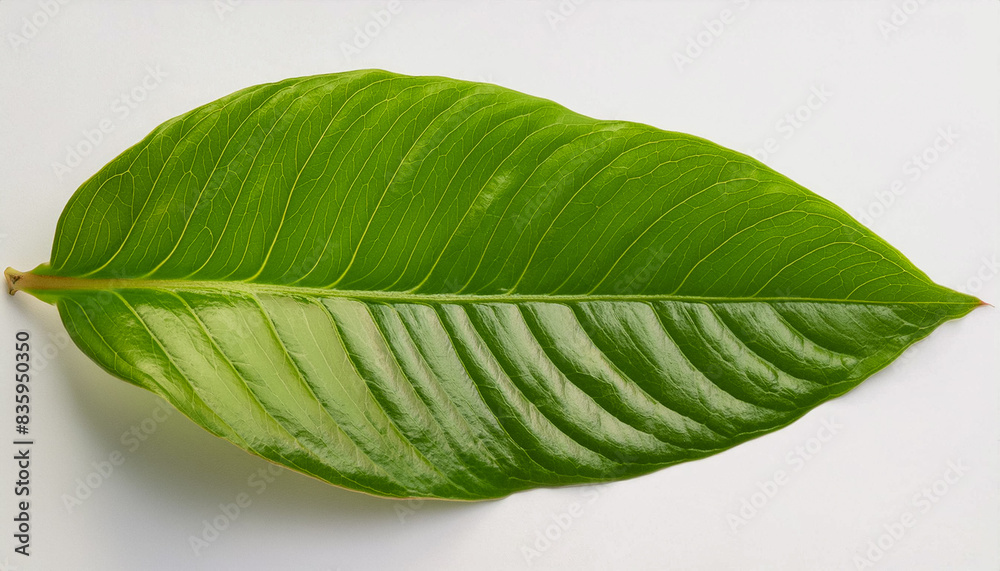 Obraz premium ナチュラル グリーン 自然 フレッシュ リラクゼーション エコロジー ヘルシー クリーン サステナビリティー 環境 木漏れ日 森林浴 リフレッシュ ヒーリング 自然療法