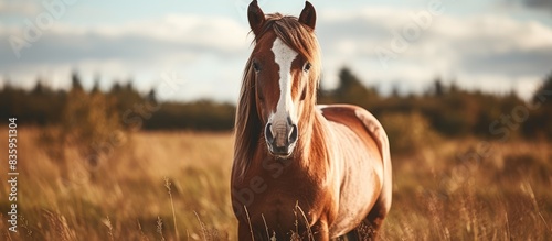 brown horse white face grazing open pasture looking at viewer. Creative banner. Copyspace image photo