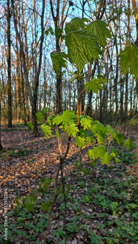 Small maple in the forest 