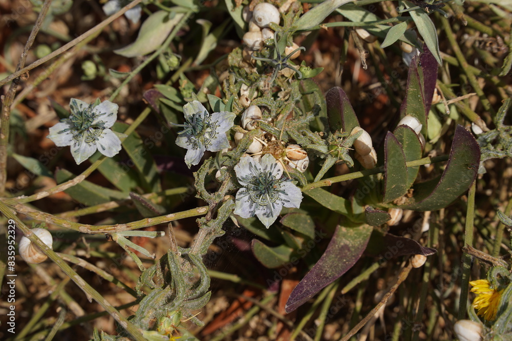 Nigella arvensis - wild plant. Plant blooming in spring. Nigella arvensis - wild plant. Plant blooming in spring.