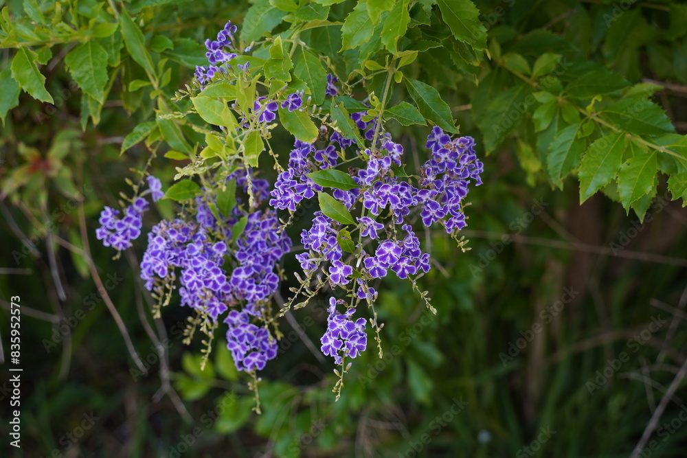 Pigeon Berry flower on green background.Duranta erecta blossom Pigeon Berry flower on green background.Duranta erecta blossom