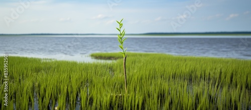 You see a green plant which I found on a salt marsh in the North Sea near Busum. Creative banner. Copyspace image photo