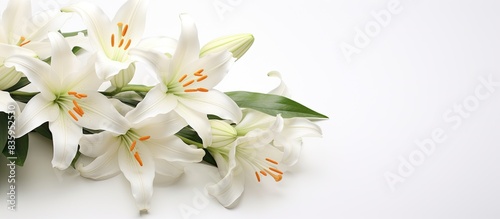Beautiful Lily flower isolate on white. Creative banner. Copyspace image © HN Works