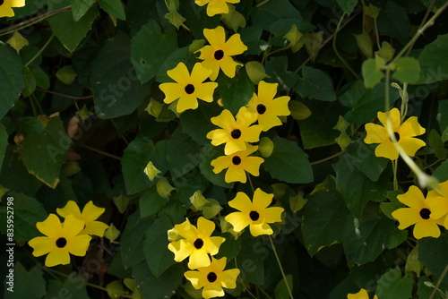 Thunbergia alata, bright yellow hairy flowers and green leaves, close up. 'Black-eyed Susan' vine or Clockvine is a herbaceous perennial climbing and flowering plant in the family Acanthaceae.