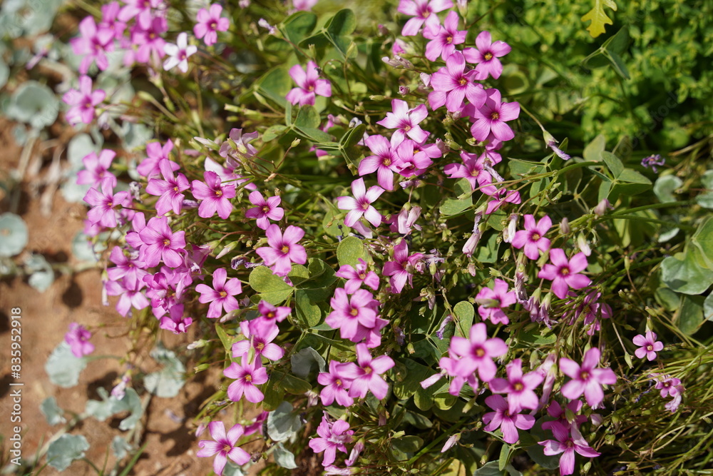 Oxalis articulata flowering on a vibrant spring meadow, showcasing delicate pink blooms. Oxalis articulata flowering on a vibrant spring meadow, showcasing delicate pink blooms.