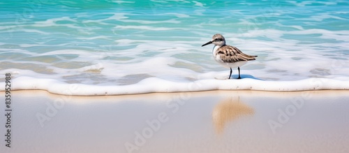 Sandpiper bird wading in the surf at the beach. Creative banner. Copyspace image