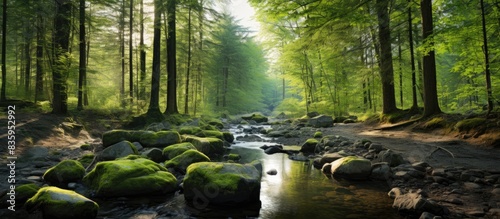 Fototapeta Naklejka Na Ścianę i Meble -  travelling in forest nature park landscape. Creative banner. Copyspace image
