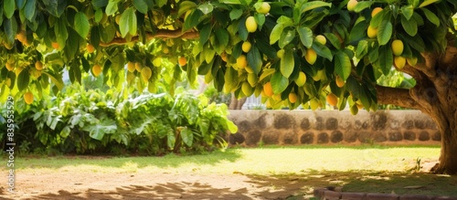 a litle mango tree in the garden. Creative banner. Copyspace image photo