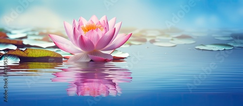 lotus flower nature plant pink blossom water flowers single bloom pond surface beauty summer background beautiful blue leaf flora petal blooming lily position isolated color. Creative banner