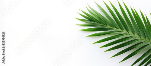 Green palm tree leaf with isolated on white background. Creative banner. Copyspace image