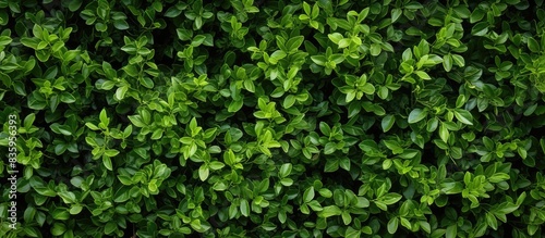 This is a bush bush where people can use it as a nature background It has an abstract pattern too which is typical to nature. Creative banner. Copyspace image © HN Works