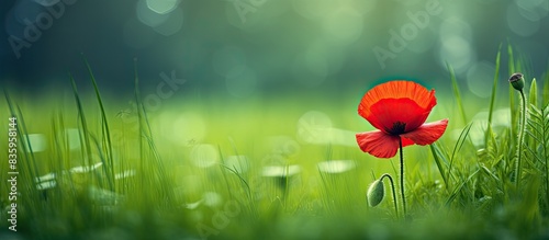 Red poppy flower blooming in the green grass field floral natural spring seasonal background can be used as image for remembrance and reconciliation day. Creative banner. Copyspace image