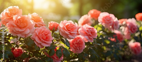 beautiful roses growing in the yard. Creative banner. Copyspace image