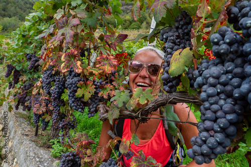 Female hiker on wine tour at La Via dei Terrazzamenti, Italy - Ripe grapes ready for harvest in the Vineyards of Province of Sondrio in the mountains of Northern Italy photo