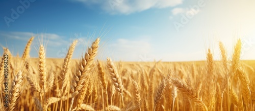 Golden wheat field. Creative banner. Copyspace image