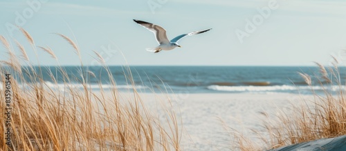 Fototapeta Naklejka Na Ścianę i Meble -  Seagull flying over sea oats. Creative banner. Copyspace image