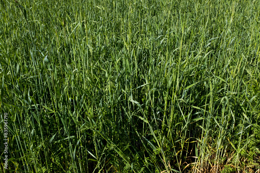 Green field background, close-up. Summer grassy background for publication, design, poster, calendar, post, banner, cover, website. High quality photo Green field background, close-up. Summer grassy background for publication, design, poster, calendar, post, banner, cover, website. High quality photo