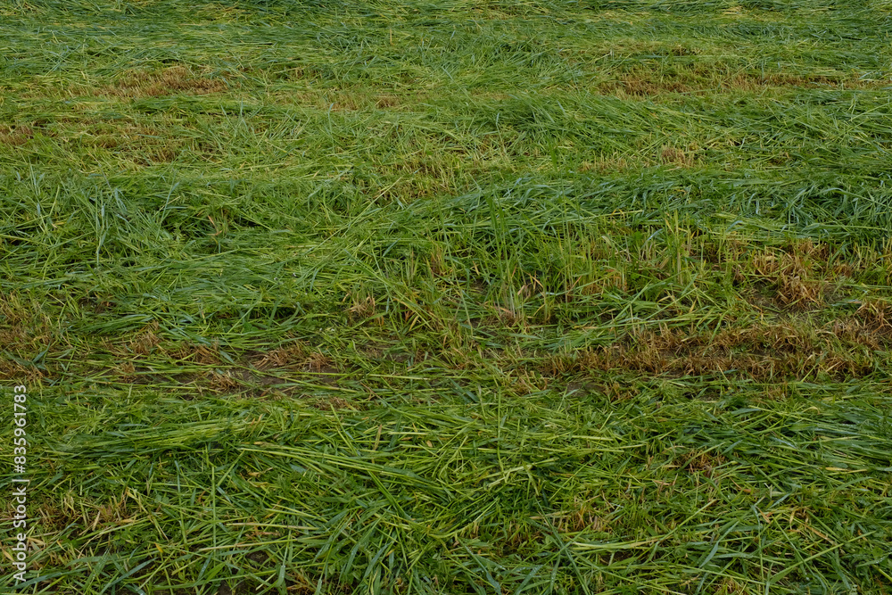 Field of mown green grass, top view. Mown meadow background for publication, poster, calendar, post, screensaver, wallpaper, postcard, banner, cover. High quality photo Field of mown green grass, top view. Mown meadow background for publication, poster, calendar, post, screensaver, wallpaper, postcard, banner, cover. High quality photo