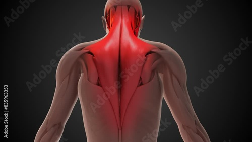 Trapezius muscle anatomy medical animation